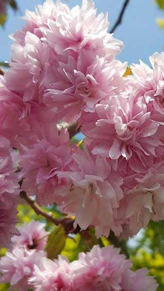 Prunus Kiku Shidare Zakura, Flowering Cherry Tree - for sale online, UK