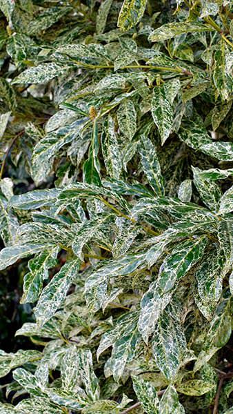 Prunus Laurocerasus Marbled White Cherry Laurel. Buy online with UK and Ireland delivery.