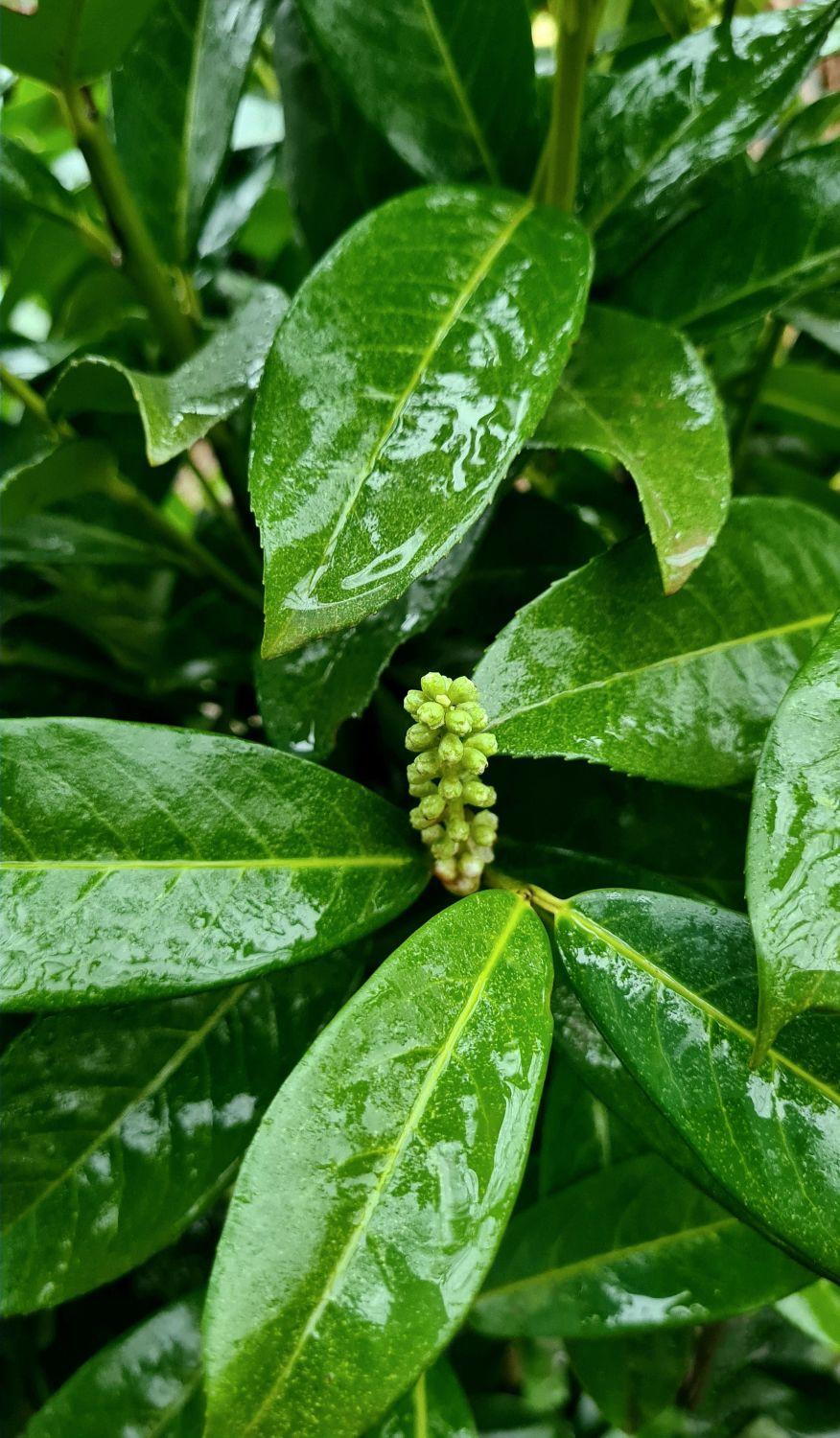 Prunus Laurocerasus Hedge Cherry Laurel Hedge Prunus Laurocerasus Prunus Laurocerasus Hedge Cherry Laurel Hedge Prunus Laurocerasus