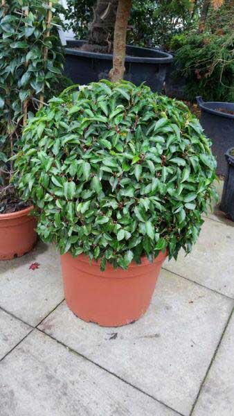 Prunus Lusitanica Angustifolia or Myrtifolia, globe shaped topiary for sale online with UK delivery.