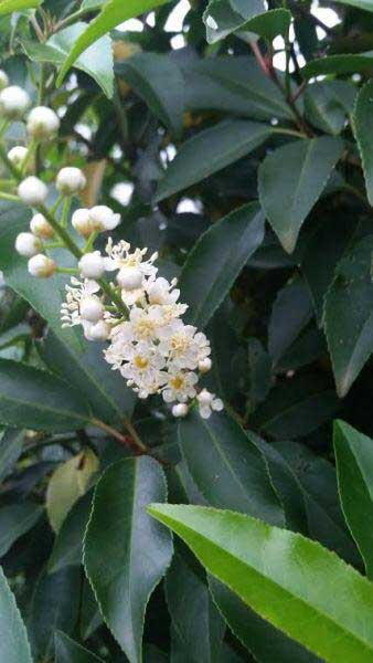 Prunus Lusitanica Angustifolia or Myrtifolia Shrub, Trees and Shrubs, London UK