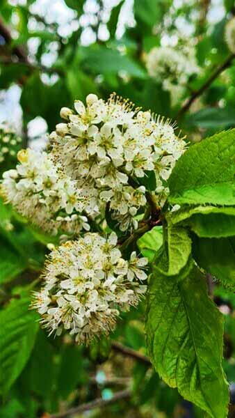 Prunus Maackii Amber Beauty, Manchurian Cherry, a deciduous tree with a golden-brown bark, peeling once mature.