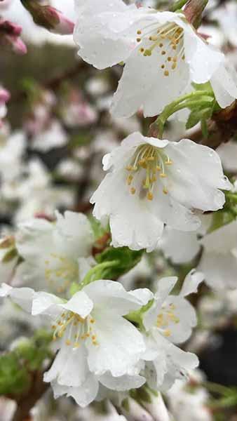 Prunus Nipponica Brillant Kurile Cherry Tree for Sale Online