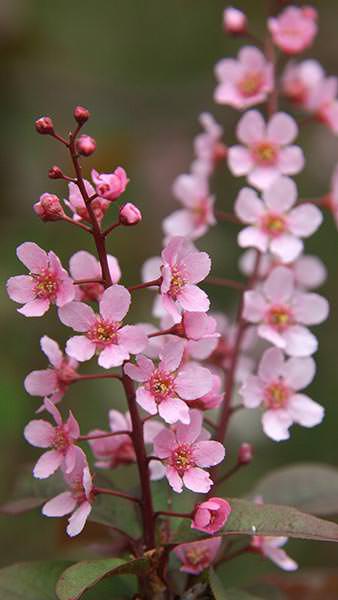 Prunus Padus Colorata Bird Cherry has pale pink flowers in racemes to 12 cm in length