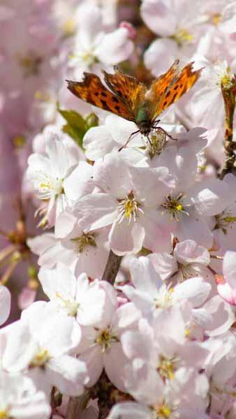 Prunus Pandora Cherry Tree blossoming in full spring glory