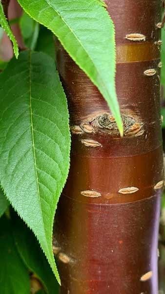 Prunus Serrula Multistem, Ornamental Trees, Paramount Plants and Gardens - for sale online with nationwide delivery UK