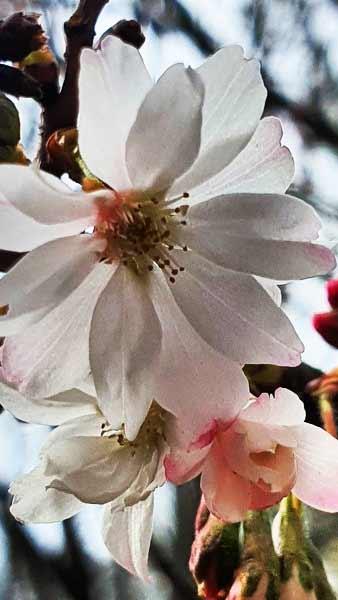 Prunus Subhirtella Autumnalis or Winter Flowering Cherry for sale online with UK delivery.