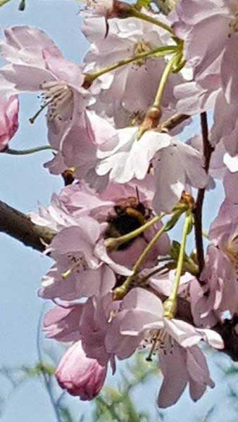 Prunus Subhirtella Autumnalis Rosea. Rosebud flowering cherry tree for sale online. Buy with UK delivery.