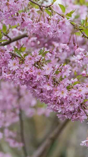 Prunus Subhirtella Fukubana Winter Flowering Cherry