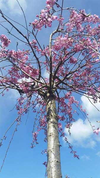 Prunus Subhirtella Pendula Rosea or Weeping Pink Cherry Tree - lovely pink blossom, buy online UK