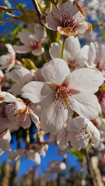 Prunus Umineko is a white flowering Japanese cherry tree, flowering profusely all along the branches this is a beautiful ornamental tree, for sale UK.