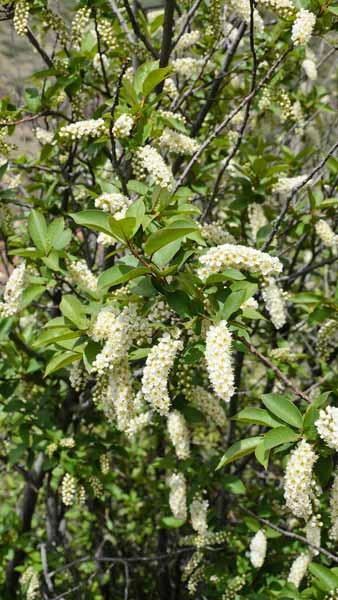 Prunus virginiana Schubert Virginia Bird Cherry produces dense spikes of small star-shaped white flowers from mid to late spring followed by globose dark purple-red fruits.