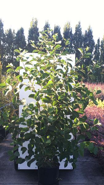 Pterostyrax Corymbosa a medium sized deciduous tree that produces clusters of white fragrant flowers and winged fruits, lovely foliage colours in autumn. Buy UK