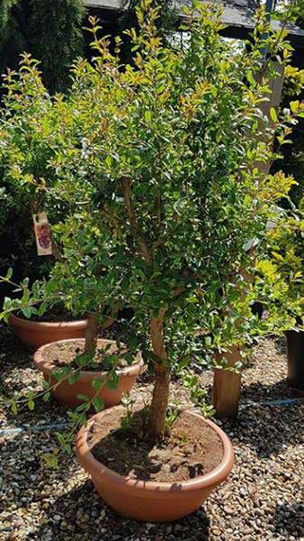 Pomegranate Trees or Punica Granatum, quarter standard, lovely shaped trees with large bushy crown, buy online UK delivery