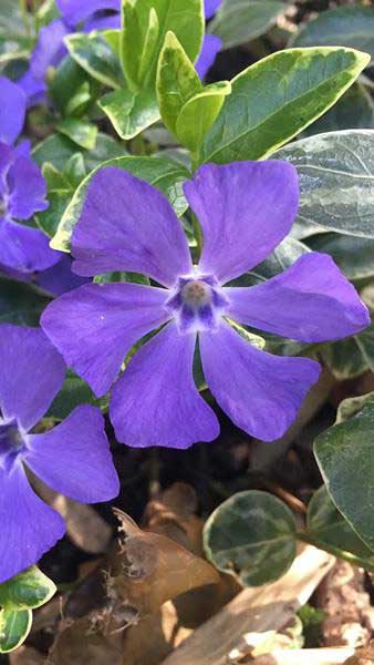 Vinca Major Greater Periwinkle, blue and purple flowering ground cover plants for sale online with UK delivery.