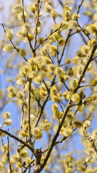 Salix Caprea Pussy Willow trees, good choice for small gardens, buy online UK delivery.