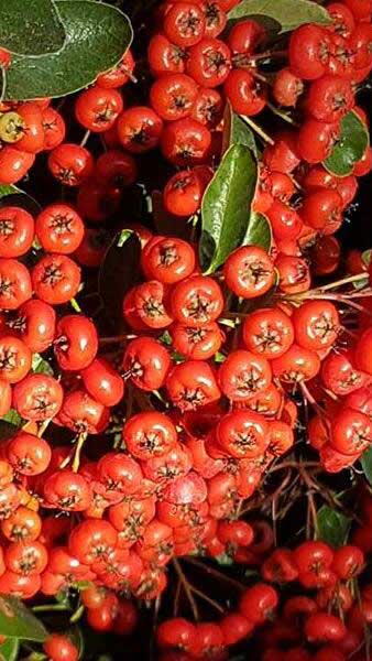 Pyracantha Red Column, Evergreen Shrub with Red Berries in Autumn. Buy online with UK delivery.