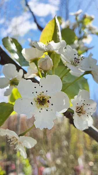 Pyrus Calleryana Capital Flowering Pear, ornamental pear of narrow habit & very pretty white flowers