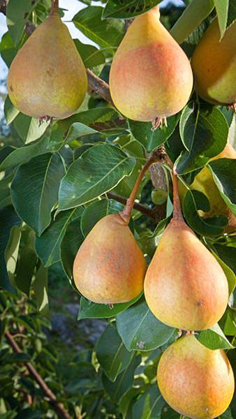 Pyrus Communis Lady Naomi Pear, a lesser known variety of late fruiting pear tree with reliable crop of large, juicy dessert pears. 