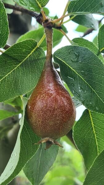 Pyrus Communis Conference Pear Tree, one the most popular fruiting pear varieties in the UK