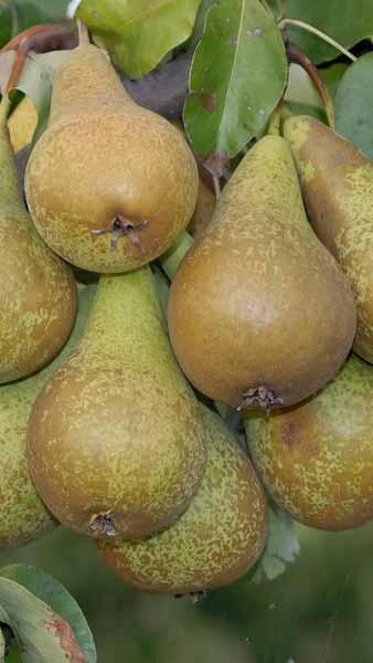 Fan Trained Conference Pear Tree. Pyrus Communis Conference pear trees, buy online UK delivery