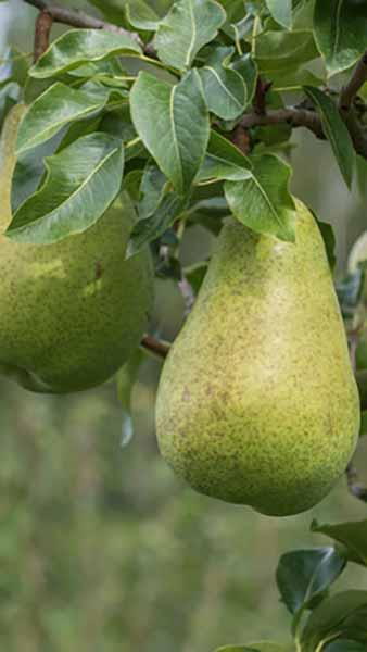 Pyrus Communis Kaiser Alexander Pear Tree 