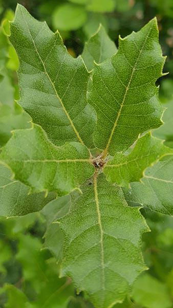 Quercus Ilex, Evergreen shrub, Evergreen Oak shrub, evergreen oak hedging.