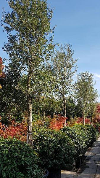 Quercus Suber or Cork Oak trees at our London Nursery, UK. We specialise in Mediterranean plants for the UK climate - large selection for sale online with UK delivery.