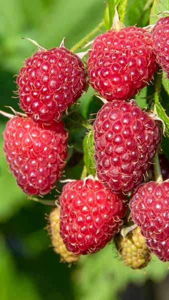 Raspberry Plant Rubus Idaeus,