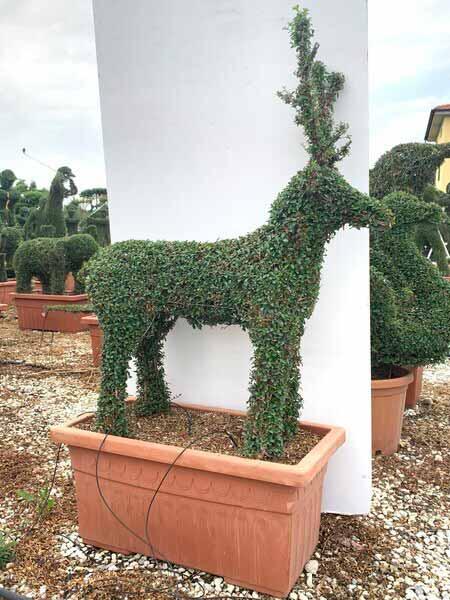 Reindeer topiary tree, unique trained trees in the shape of a reindeer for sale UK.