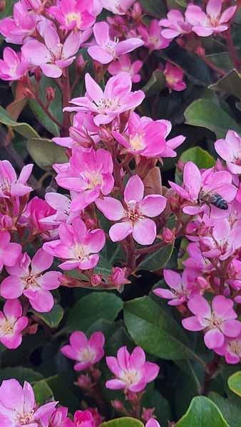 Rhaphiolepis Indica Springtime, Topiary Plants, UK