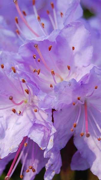 Dwarf Blue Diamond Rhododendron