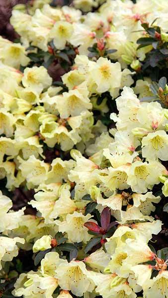 Dwarf Rhododendron Curlew 