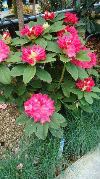 Rhododendron Germania Bright Pink flowering for sale online UK delivery