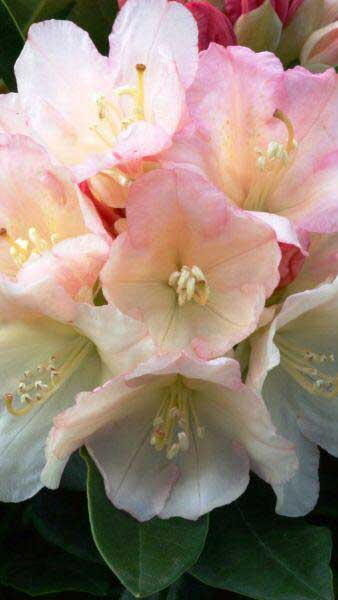 Rhododendron Golden Torch, a Yakushimanum hybrid