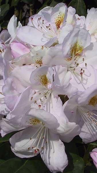 Rhododendron Gomer Waterer