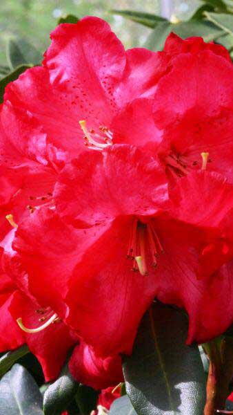 Rhododendron Halfdan Lem - red flowering beauty, for sale UK