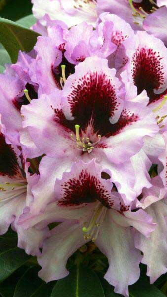 Rhododendron Kabarett, mauve flowering and for sale online at our London plant centre, UK