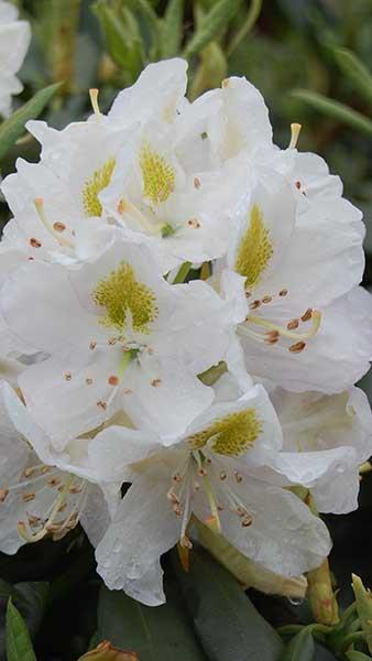 Rhododendron Madame Masson