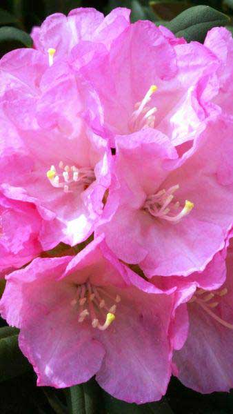 Rhododendron Morning Cloud Yakusimanum, for sale at our London plant centre, UK