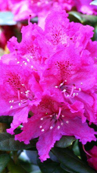 Rhododendron Rocket, a rhododendron hybrid with pink flowers