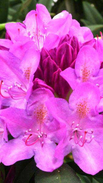 Rhododendron Roseum Elegans - spectacular pink flowers in late May 