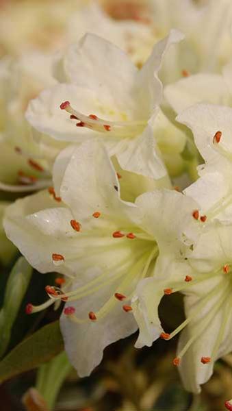  Dwarf Rhododendron Shamrock