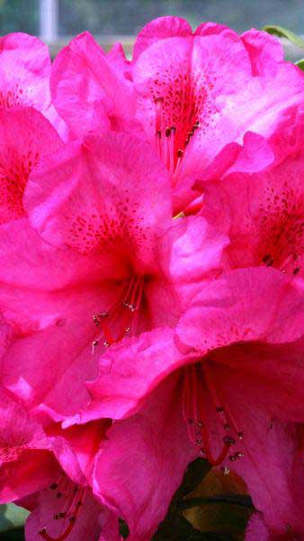 Rhododendron Van - medium sized Rhododendron with spectacular deep pink flowers