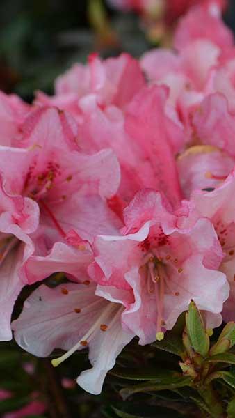 Rhododendron Wee Bee Dwarf Hybrid 