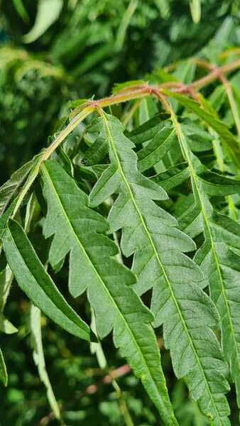 Rhus Typhina Dissecta tree is known as the Cut Leaved Stags Horn Sumach tree, for Sale online UK delivery.