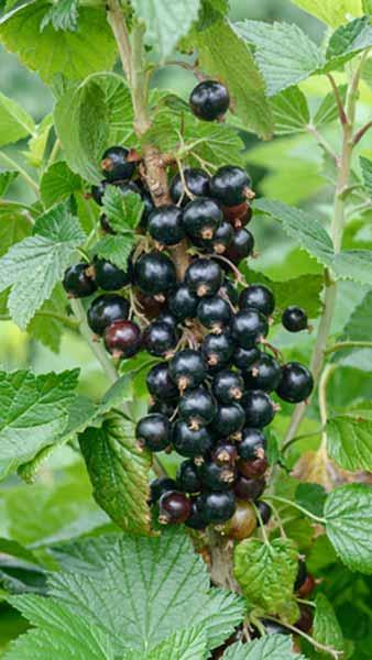 Ribes Ben Nevis Black Currant, deciduous fruiting shrub