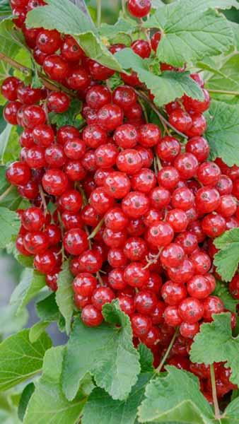 Ribes Jonkheer Van Tets Red Currant