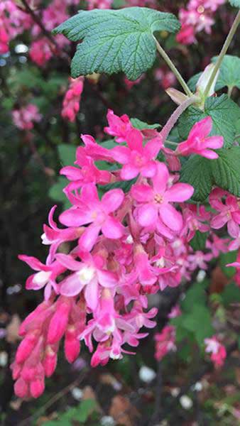Ribes Sanguineum. Red Flowering Currant for Sale Online at our London garden centre with UK delivery.
