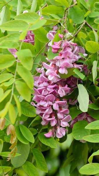 Robinia Pseudoacacia Casque Rouge trees, part of our specimen deciduous trees selection for sale online with UK delivery.